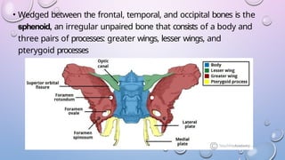 Lesser Multang Bone skull based anatomy presentation radioimaging diagrams.pptx