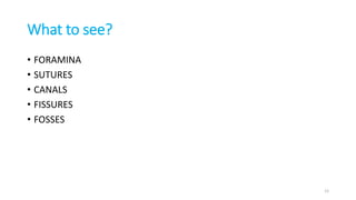 What to see?
• FORAMINA
• SUTURES
• CANALS
• FISSURES
• FOSSES
12
 