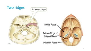 Two ridges Sphenoid ridge
15
 