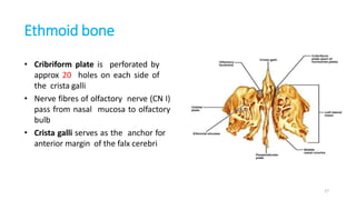 Ethmoid bone
• Cribriform plate is perforated by
approx 20 holes on each side of
the crista galli
• Nerve fibres of olfactory nerve (CN I)
pass from nasal mucosa to olfactory
bulb
• Crista galli serves as the anchor for
anterior margin of the falx cerebri
17
 
