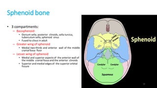 Sphenoid bone
• 3 compartments:
– Basisphenoid:
• Dorsum sella, posterior clinoids, sella turcica,
tuberculum sella, sphenoid sinus
• Fused to clivus in adult
– Greater wing of sphenoid
• Medial two-thirds and anterior wall of the middle
cranialfossa floor
– Lesser wing of sphenoid
• Medial and superior aspects of the anterior wall of
the middle cranial fossa and the anterior clinoids
• Superior and medial edgesof the superior orbital
fissure
19
 