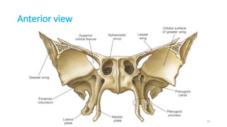 Anterior view
20
 