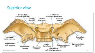 Superior view
21
 