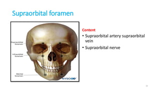 Supraorbital foramen
Content
• Supraorbital artery supraorbital
vein
• Supraorbital nerve
33
 