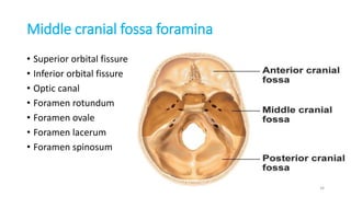 Middle cranial fossa foramina
• Superior orbital fissure
• Inferior orbital fissure
• Optic canal
• Foramen rotundum
• Foramen ovale
• Foramen lacerum
• Foramen spinosum
34
 