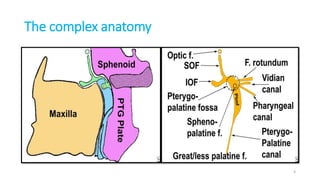 The complex anatomy
4
 