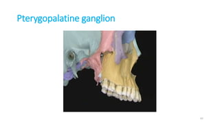 Pterygopalatine ganglion
62
 