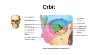 Orbit

 