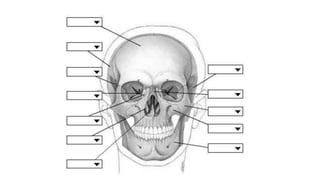 Skull bones and features 1