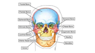 Skull bones and features 1
