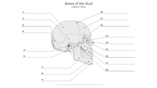 Skull bones and features 1