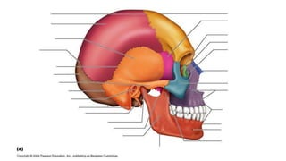 Skull bones and features 1