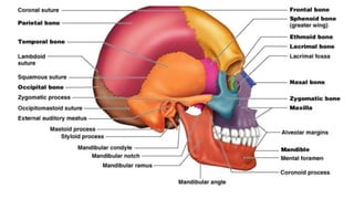 Skull bones and features 1