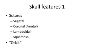 Skull features 1
• Sutures
– Sagittal
– Coronal (frontal)
– Lambdoidal
– Squamosal

• “Orbit”

 