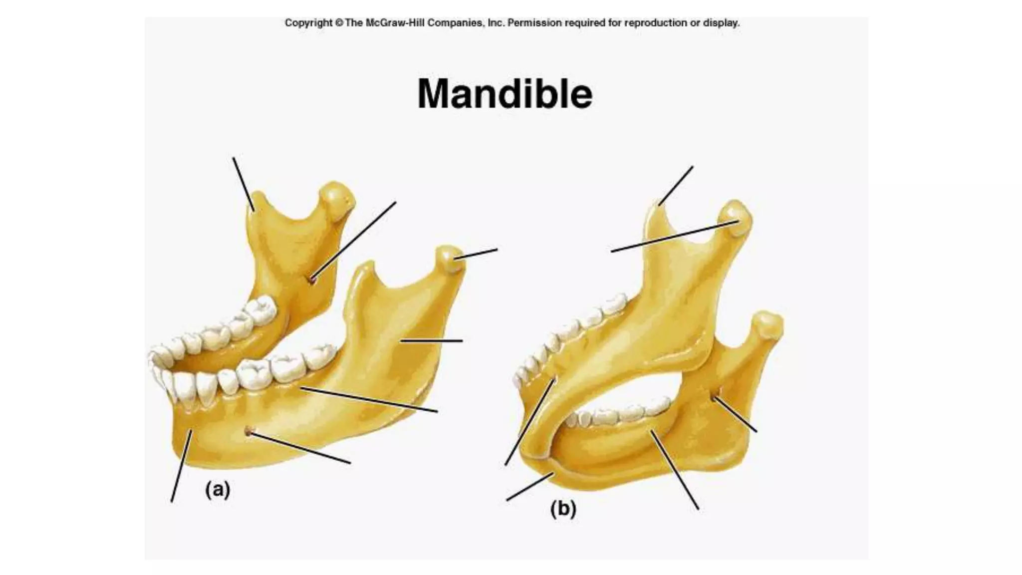 Skull bones, features and markings 3