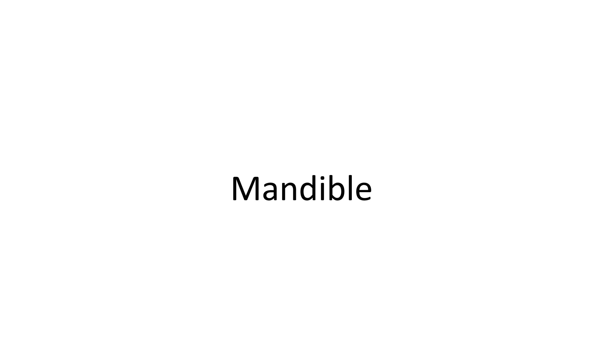 Mandible