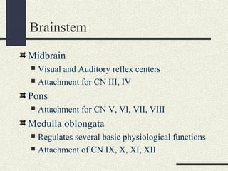 Skull & brain | PPT