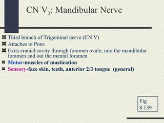 Cnv3 Course Skull & brain | PPT