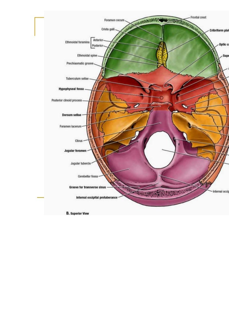 Skull, dura & sinuses
