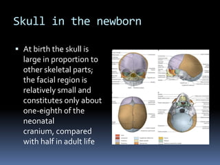 Skull in the newborn

 At birth the skull is
  large in proportion to
  other skeletal parts;
  the facial region is
  relatively small and
  constitutes only about
  one-eighth of the
  neonatal
  cranium, compared
  with half in adult life
 