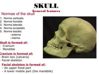 Skull is formed of:
- Cranium
- Mandible
Cranium is formed of:
- Brain box (calvaria)
- Facial skeleton
Facial skeleton is formed of:
- An upper fixed part
- A lower mobile part (the mandbile)
General features
SKULL
Normae of the skull
1. Norma verticalis
2. Norma frontalis
3. Norma lateralis
4. Norma occipitalis
5. Norma basalis:
- externa
- interna
 