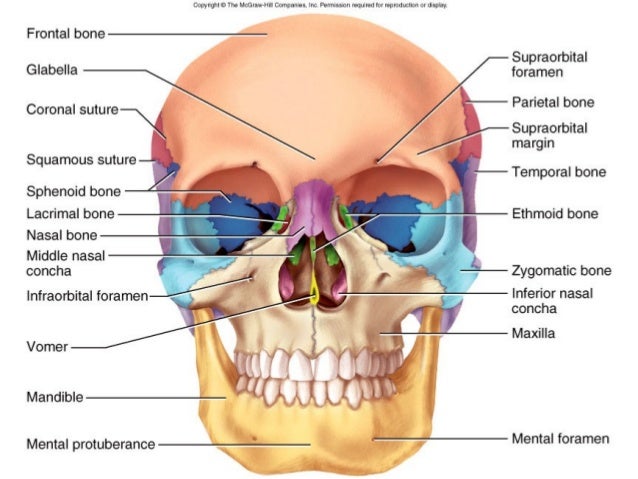 skull neck and muscle skull neck and muscle