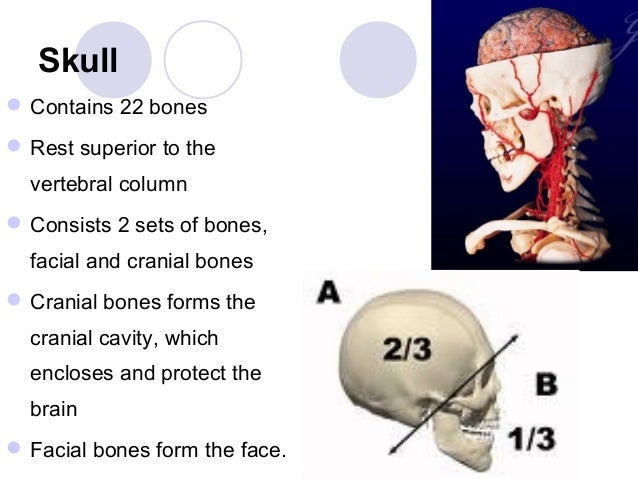 skull neck and muscle skull neck and muscle
