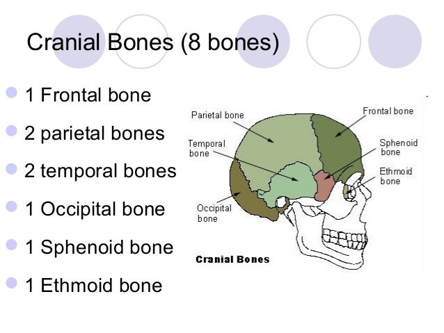 Skull, neck and muscle
