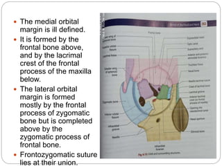  The medial orbital
margin is ill defined.
 It is formed by the
frontal bone above,
and by the lacrimal
crest of the frontal
process of the maxilla
below.
 The lateral orbital
margin is formed
mostly by the frontal
process of zygomatic
bone but is completed
above by the
zygomatic process of
frontal bone.
 Frontozygomatic suture
lies at their union.
 