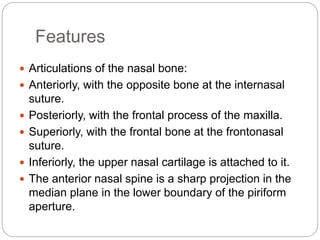 Features
 Articulations of the nasal bone:
 Anteriorly, with the opposite bone at the internasal
suture.
 Posteriorly, with the frontal process of the maxilla.
 Superiorly, with the frontal bone at the frontonasal
suture.
 Inferiorly, the upper nasal cartilage is attached to it.
 The anterior nasal spine is a sharp projection in the
median plane in the lower boundary of the piriform
aperture.
 