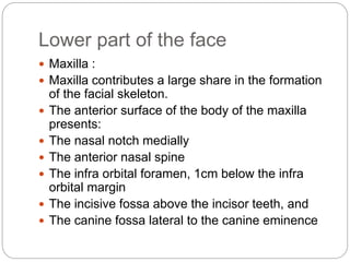 Lower part of the face
 Maxilla :
 Maxilla contributes a large share in the formation
of the facial skeleton.
 The anterior surface of the body of the maxilla
presents:
 The nasal notch medially
 The anterior nasal spine
 The infra orbital foramen, 1cm below the infra
orbital margin
 The incisive fossa above the incisor teeth, and
 The canine fossa lateral to the canine eminence
 