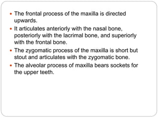  The frontal process of the maxilla is directed
upwards.
 It articulates anteriorly with the nasal bone,
posteriorly with the lacrimal bone, and superiorly
with the frontal bone.
 The zygomatic process of the maxilla is short but
stout and articulates with the zygomatic bone.
 The alveolar process of maxilla bears sockets for
the upper teeth.
 