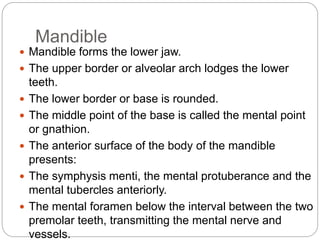 Mandible
 Mandible forms the lower jaw.
 The upper border or alveolar arch lodges the lower
teeth.
 The lower border or base is rounded.
 The middle point of the base is called the mental point
or gnathion.
 The anterior surface of the body of the mandible
presents:
 The symphysis menti, the mental protuberance and the
mental tubercles anteriorly.
 The mental foramen below the interval between the two
premolar teeth, transmitting the mental nerve and
vessels.
 
