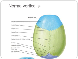Norma verticalis
 