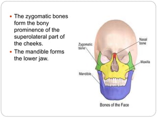  The zygomatic bones
form the bony
prominence of the
superolateral part of
the cheeks.
 The mandible forms
the lower jaw.
 