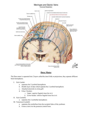 Dura Mater
The Dura mater is separated into 2 layers called the dural folds or projections, they separate different
brain hemispheres.

    I.   Falx Cerebri:
             a. separates the 2 cerebral hemispheres
             b. Double layer of dura which separate the 2 cerebral hemispheres
             c. Attached anteriorly to crista galli
             d. It has 2 borders:
                      i. Upper: superior Sagittal sinus lies in it
                     ii. Lower border: inferior Sagittal sinus lies in it
    II. Falx Cerebelli:
             a. separates the 2 cerebellar hamispheres
    III. Tentorium Cerebelli:
             a. separates the cerebellum from the occipital lobes of the cerebrum
             b. Forms a tent over the posterior cranial fossa
 