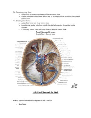 IV. Superior petrosal sinus:
          a. Arises from the upper posterior part of the cavernous sinus
          b. Runs in the upper border of the petrous part of the temporal bone, to joining the sigmoid
               venous sinus
   V. Inferior petrosal sinus
          a. Arises from lower part of cavernous sinus
          b. Joins internal jugular vein, from outside the skull after passing through the jugular
               foramen
          c. It’s the only venous sinus that leaves the skull with the venous blood




                                Individual Bones of the Skull


1) Maxilla: a paired bone which has 4 processes and 4 surfaces

        -   4 surfaces :
 