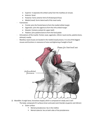 Superior: it separates the orbital cavity from the maxillary air sinuses
                   Anterior: facial
                   Posterior: forms anterior limit of infratemporal fossa
                   Medial (nasal): forms lateral wall of the nasal cavity
       -   4 processes:
                   Frontal: joins the frontal bone to form the medial orbital margin
                   Zygomatic: joins the zygoma to form the infra orbital margin
                   Alveolar: Contains sockets for upper teeth
                   Palatine: joins palatine bone to form the hard palate
       -   Articulations of the maxilla: frontal, nasal, zygomatic, inferior nasal concha, palatine bone,
           ethmoid, maxilla
       -   Maxillary nasal sinuses are located in the medial (nasal) process. It is one of the biggest
           sinuses and functions in resonance of voice and lightening of weight of skull




2) Mandible: A single bone, horseshoe shaped, which is composed of a body and 2 rami
     - The body: composed of 2 surfaces (inner and outer) and 2 borders (superior and inferior)
                  Outer surface:
                       Mental protuberance: lies in the midline
                       Mental tubercle: lies on both sides of the protuberance
 