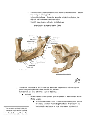   Sublingual fossa: a depression which lies above the mylohyoid line. Contains
                                   the sublingual salivary glands
                                  Submandibular fossa: a depression which lies below the mylohyoid line.
                                   Contains the submandibular salivary gland
                                  Digastric fossa: located below the genial tubercle




               -    The Ramus: each has 2 surfaces(medial and lateral),2 processes (anterior/coronoid and
                    posterior/condylar) and 2 borders (anterior and posterior)
                 - Ramus meets the body to form the angle of the ramus
                            Surfaces:
                                 Lateral: smooth except where it gives attachment to the massetter muscle
                                 Medial surface:
                                            Mandibular foramen: opens to the mandibular canal which ends at
                                            the mental foramen, transmitting the inferior alveolar nerve and
                                            blood vessels. Mental nerve is the continuation of the inferior
The ramus is sandwiched by the
massetter muscle from outside
 and medial pterygoid from the
             inside
 