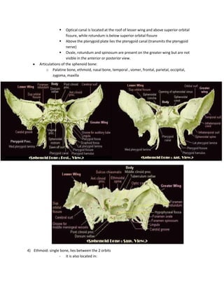     Optical canal is located at the roof of lesser wing and above superior orbital
                        fissure, while rotundum is below superior orbital fissure
                    Above the pterygoid plate lies the pterygoid canal (transmits the pterygoid
                        nerve)
                    Ovale, rotundum and spinosum are present on the greater wing but are not
                        visible in the anterior or posterior view.
       Articulations of the sphenoid bone:
           o Palatine bone, ethmoid, nasal bone, temporal , vomer, frontal, parietal, occipital,
               zygoma, maxilla




4) Ethmoid: single bone, lies between the 2 orbits
                  - it is also located in:
 