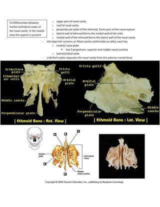 o upper part of nasal cavity
To differentiate between
medial and lateral views of           o roof of nasal cavity
the nasal cavity: in the medial       o perpendicular plate of the ethmoid, forms part of the nasal septum
                                      o lateral wall of ethmoid forms the medial wall of the orbit
view the septum is present
                                      o medial wall of the ethmoid forms the lateral wall of the nasal cavity
                             -    the labyrinth contains air filled cavities (ethmoidal air cells), each has
                                      o medial/ nasal plate
                                               has 2 projections: superior and middle nasal conchae
                                      o lateral/orbital plate
                             -    cribriform plate separates the nasal cavity from the anterior cranial fossa
 