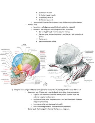  Stylohyoid muscle
                                     Stylopharyngeal muscle
                                     Styloglossus muscle
                                     Stylohyoid ligament
                            o Stylomastoid foramen lies between the styloid and mastoid processes
                    -   Petrous part:
                            o Sometimes called petromastoid (closely related to mastoid)
                            o Hard rock like bony part containing important structures
                                     Ear cavity (through internal acoustic meatus)
                                     Carotid canal (transmits internal carotid artery and sympathetic
                                      plexus)
                                     Facial nerve
                                     Vestibulocochlear nerve




7) Occipital bone: single flat bone, forms posterior part of the skull and part of the base of the skull
                   - Squamous part: The curved, expanded plate behind the foramen magnum
                            o Superior and inferior nuchal lines which project laterally from the
                                external occipital protuberance
                            o Internal occipital crest: projection which lies posterior to the foramen
                                magnum (internally)
                            o Internal occipital protuberance (internally)
                            o Has transverse groove for transverse sinus (internally)
                   - Basilar part: the thick part in front of the foramen magnum,
 