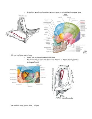 -   Articulates with frontal, maxillary, greater wings of sphenoid and temporal bone




10) Lacrimal bone: paired bone
                   - Forms part of the medial wall of the orbit
                   - Nasolacrimal duct: a canal that connects the orbit to the nasal cavity (for the
                       drainage of tears)




11) Palatine bone: paired bone, L-shaped
 