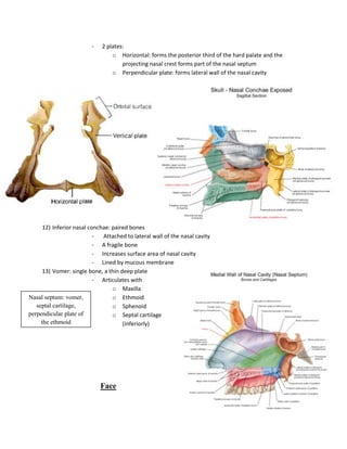 -   2 plates:
                                 o Horizontal: forms the posterior third of the hard palate and the
                                     projecting nasal crest forms part of the nasal septum
                                 o Perpendicular plate: forms lateral wall of the nasal cavity




      12) Inferior nasal conchae: paired bones
                           -  Attached to lateral wall of the nasal cavity
                           - A fragile bone
                           - Increases surface area of nasal cavity
                           - Lined by mucous membrane
      13) Vomer: single bone, a thin deep plate
                           - Articulates with
                                  o Maxilla
Nasal septum: vomer,              o Ethmoid
   septal cartilage,              o Sphenoid
perpendicular plate of            o Septal cartilage
     the ethmoid                      (inferiorly)




                             Face
 