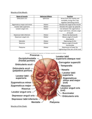 Muscles of the Mouth:

       Name of muscle           Sphincter/dilator                 function
       Orbicularis oris            Sphincter            Arises from the maxilla and
                                                        mandible, brings the 2 lips
                                                        together (whistling action)
 Zygomaticus major and minor         Dilator         Elevates the angel of the mouth
    Levator labii superioris         Dilator         Elevates the upper lip upwards
      Levator anguli oris            Dilator          Lies between the zygomaticus
                                                    major and minor, elevates angel
                                                                  of mouth
   Depressor labii inferioris        Dilator               Moves lip downwards
    Depressor anguli oris            Dilator              Moves angel of mouth
                                                                 downwards
           Mentalis                  Dilator                Depressing of chin
           Resorius                  Dilator              Moves angle of mouth
                                                                horizontally
           Platysma                  Dilator             Depression of lower lip,
                                                    tightening of the skin of the neck




Muscles of the Cheek:
 