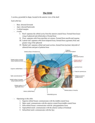 The Orbit
2 cavities, pyramidal in shape, located in the anterior view of the skull

Each orbit has:

    -   Base: directed forwards
    -   Apex: directed backwards
    -   4 orbital margins
    -   4 walls
            I. Roof: separates the orbital cavity from the anterior cranial fossa. Formed from lesser
                 wing of sphenoid and orbital plate of frontal bone
            II. Floor: separates orbit from maxillary air sinuses. Formed from maxilla and zygoma
            III. Lateral wall: separates orbit from temporal fossa, formed from zygomatic bone and
                 greater wing of the sphenoid
            IV. Medial wall: separates orbital and nasal cavities, formed from lacrimal, labyrinth of
                 ethmoid bone and part of palatine bone




    -   Openinings in the orbit:
           1. Superior orbital fissure: communicates with the middle cranial fossa
           2. Optic canal: communicates with the anterior cranial fossa/middle cranial fossa
           3. Infra-orbital fissure: communicates with the pterygopalatine fossa
           4. Supraorbital notch: communicates with the anterior surface of forehead
           5. Infraorbital notch: communicates with the face
 