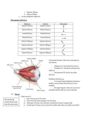 i. Superior oblique
                           ii. Inferior oblique
                     c. Levator palpebrae superioris

         Movements of the Eyes

                             Right eye                    Left eye                   Movement
                          Superior Rectus3             Superior rectus3

                          Inferior Rectus3             Inferior Rectus3

                           Lateral Rectus6             Medial Rectus3

                           Medial Rectus3              Lateral Rectus6

                          Inferior Oblique3           Superior Rectus3

                          Superior Rectus3            Inferior Oblique3

                         Superior Oblique4             Inferior Rectus3

                          Inferior Rectus3           Superior Oblique4



                                                                    Testing the function of the nerves through eye
                                                                    movements:

                                                                        - Abducens VI: look lateral by left eye
                                                                        - Trochlear IV: look down and lateral by
                                                                    right eye
                                                                        - Occulomotor III: look at any other
                                                                    direction

                                                                    Problems With the eye:
                                                                       - Convergent Squint/diplopia/strabismus:
                                                                    double vision created when both eyes move
                                                                    medially
                                                                       - Divergent Squint; when one eye moves
                                                                    normally and the other eye moves laterally

          IV. Nerves:
                     a. Optic nerve II:
                             i. pure sensory nerve for vision
The remaining
                            ii. arises from the retina and goes into the brain
cranial nerves arise
                           iii. Nasal part of retina views pictures coming from lateral/ temporal side
from the brain stem
                           iv. Lateral part of retina views vision from medial side, these are called visual field
 
