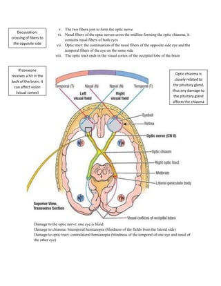 v. The two fibers join to form the optic nerve
   Decussation:
                              vi. Nasal fibers of the optic nerves cross the midline forming the optic chiasma, it
crossing of fibers to
                                  contains nasal fibers of both eyes
 the opposite side           vii. Optic tract: the continuation of the nasal fibers of the opposite side eye and the
                                  temporal fibers of the eye on the same side
                            viii. The optic tract ends in the visual cortex of the occipital lobe of the brain


     If someone
                                                                                                          Optic chiasma is
receives a hit in the
                                                                                                          closely related to
back of the brain, it
                                                                                                        the pituitary gland,
  can affect vision
                                                                                                        thus any damage to
   (visual cortex)
                                                                                                         the pituitary gland
                                                                                                        affects the chiasma




               Damage to the optic nerve: one eye is blind
               Damage to chiasma: bitemporal hemianopia (blindness of the fields from the lateral side)
               Damage to optic tract: contralateral hemianopia (blindness of the temporal of one eye and nasal of
               the other eye)
 