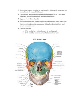 5) Infra-orbital foramen: located in the anterior surface of the maxilla on the same line
   vertically with the supra-orbital foramen
6) Anterior nasal apertures: (nasal openings), their boundaries are the 2 nasal bones
   superiorly, maxillary bone laterally, maxillary bone inferiorly
7) Zygoma: 2 bones below the orbit
8) Inferior and middle nasal conchae (superior are hidden and not seen in frontal view)
    Superior and middle nasal conchae are part of the ethmoid but the inferior nasal
    concha is a separate bone
9) Alveolar processes
        a. Of the maxilla, have sockets that carry the maxillary teeth
        b. Of the mandible, containing sockets for the mandibular teeth
 