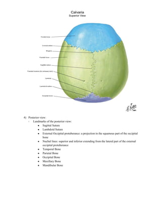 4) Posterior view:
   - Landmarks of the posterior view:
                Sagittal Suture
                Lambdoid Suture
                External Occipital protuberance: a projection in the squamous part of the occipital
                bone
                Nuchal lines: superior and inferior extending from the lateral part of the external
                occipital protuberance
                Temporal Bone
                Parietal Bone
                Occipital Bone
                Maxillary Bone
                Mandibular Bone
 